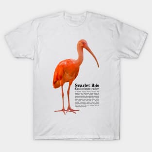 Scarlet ibis tropical bird black text T-Shirt